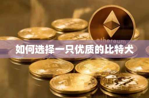 如何选择一只优质的比特犬