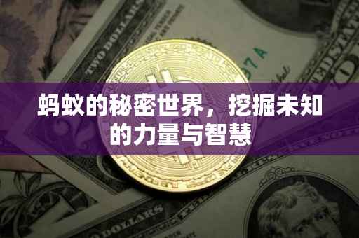 蚂蚁的秘密世界，挖掘未知的力量与智慧