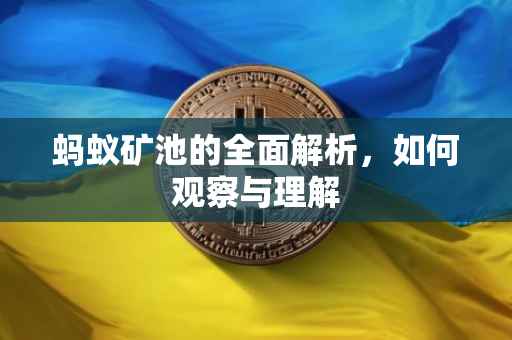 蚂蚁矿池的全面解析，如何观察与理解